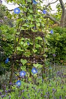 Ipomea - morning glory - annual climber growing up hazel support underplanted with flowering perennials

 in the Rainbow Garde
