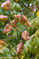 Koelreuteria paniculata var apiculata - Apiculate Pride of India