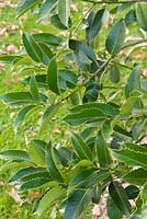 Ilex x koehneana 'Chestnut Leaf' - Holly 'Chestnut Leaf'