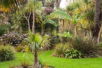 An historic sub-tropical garden featuring Trachycarpus fortunei - chusan palm - 
as well as other palms and Canna, Hedychium - ginger
