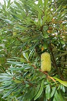 Banksia montana