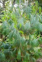 Pinus patula  - Mexican weeping pine
