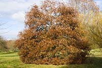 Specimen of Quercus falcata - southern red oaks - in grounds

