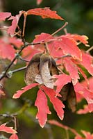Acer griseum - the paperbark maple

