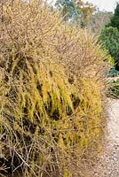 Larix decidua 'Corley' - specimen in grounds by path
