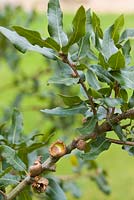 Quercus parvula - coast Oak or Santa Cruz island oak
