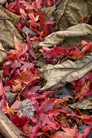 Brown leaves of Gunnera manicata are cut and placed over the crowns of the 
plants to protect them through winter, here enlivened red fallen leaves of
 Liquidambar styraciflua 'Palo Alto'
