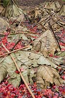 Leaves and stalks of Gunnera manicata are cut and placed over the crowns
 of the plants to protect them through winter, here with 
fallen leaves of Liquidambar styraciflua 'Palo Alto'
