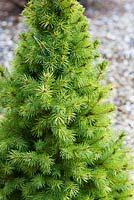 Picea glauca 'J. W. Daisy's White' - Dwarf White Spruce