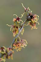 Hamamelis japonica 'Rubra' - Witch Hazel 'Rubra' 