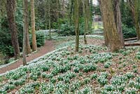 View of woodland with mass-planted Galanthus - snowdrops. Painswick Rococo Garden, Painswick, Glos, UK. 