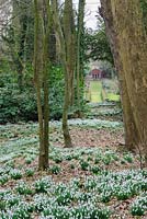 Snowdrop wood with view through to the garden and the Red House. Painswick Rococo Garden, Painswick, Glos, UK. 