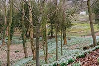 The Exedra glimpsed above the snowdrop wood. Painswick Rococo Garden, Painswick, Glos, UK. 
