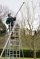 Chris Hitchcock pruning fruit trees with 'henchman' platform and extendable secateur. Painswick Rococo Garden, Gloucertershire, UK
