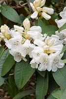Rhododendron 'Sir Charles Lemon' AGM