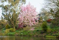 View of river bank with flowering pink Magnolia sprengeri 'Marwood Spring'. Marwood Hill Gardens, Barnstaple, Devon, UK. 