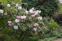 Rhododendron Loderi Group 'Loderi King George'. Abbotsbury Subtropical Gardens,  Dorset, UK. 