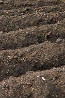 Mounded soil in vegetable patch