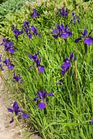 Iris sibirica 'Camberley'