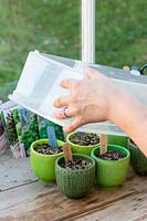 Covering miniature pots with plastic lid