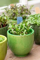 Coriander microgreens in glazed pot