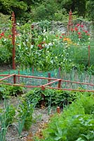 Decorative vegetable plot with red painted wooden frames. 