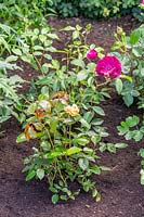 Rosa 'Precious Amber' and Rosa 'Burgundy Ice' - floridunda roses