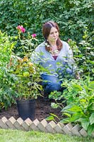 Woman considering placement of rose shrubs in border. 