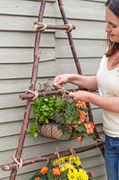Using rope to fix wire baskets of bedding plants to vertical planter