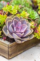 Close up of succulents for planting in pallet planter.  
