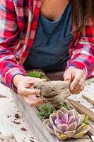 Woman adding driftwood to succulent pallet planter. 