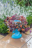 Bird bath with Begonia 'Fireworks' and Ipomoea