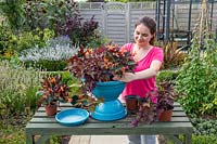 Planting Begonia 'Fireworks' and Ipomoea in bird bath