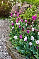 Spring bed of Tulipa 'Flaming Flag' and Tulipa 'Purple Flag' with beehives in background.
