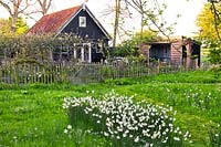 Grass path through meadow of daffodils to the cottage. Thea Maldegem Netherlands