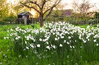 Spring meadow of daffodils. Thea Maldegem Netherlands