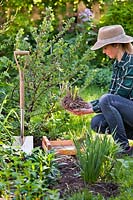Woman planting dahlia tubers in flowerbed 