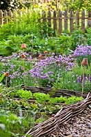 Potager-style garden with rows of vegetables in raised beds and herbs such as Allium - chives nearby
