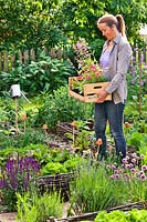Woman holds crate filled with herbs and flowers ready for planting in vegetable garden