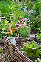 Planting flowers - Tanacetum in vegetable bed to attract bees and butterflies