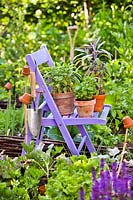 Herbs in pots on the chair: basil, purple sage and variegated sage