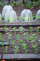 Vicia faba - broad bean plants - in vegetable bed. 