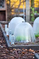 Vegetables under bell cloches. 