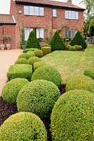 Front garden with strong evergreen planting of clipped Buxus spheres and cubes and Taxus baccata - Yew - pyramids, designed by Sarah Murch. 