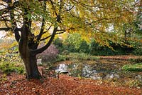 Bench below trees beside pond with fallen leaves. Old Rectory, Netherbury, Dorset