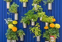 Recycled cans are planted with sage, mint, parsley and oregano, and suspended from a wooden panel, painted blue.