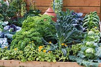 A raised bed planted with cabbages, kale, sweet corn and marigolds.