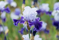 Iris 'Tempting Fate', a tall bearded iris