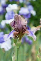 Iris 'Burnt Toffee', a tall bearded iris