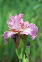 Iris ' Foolish Fancy ', a tall bearded iris